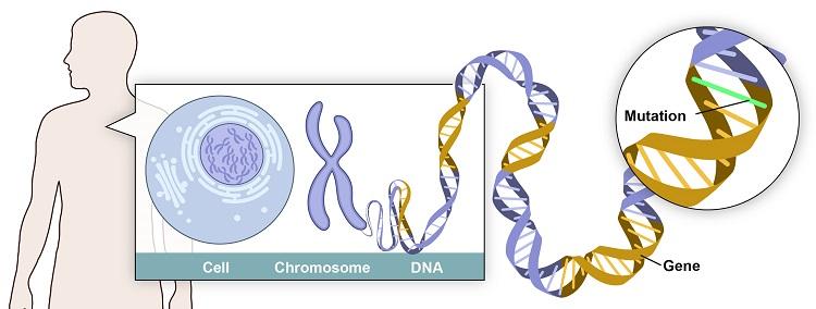Illustration of a mutation on a gene on a chromosome in a cell within the human body.