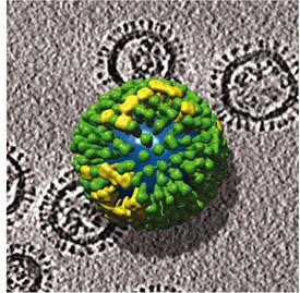 Influenza virus particles