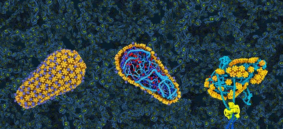 Illustration depicting nuclear HIV capsids completing reverse transcription while largely intact and then uncoating and integrating the viral DNA into a host cell chromosome. Created by Janet Iwasa to accompany Christensen, et al., Science Vol. 370 (6513):abc8420 (2020).