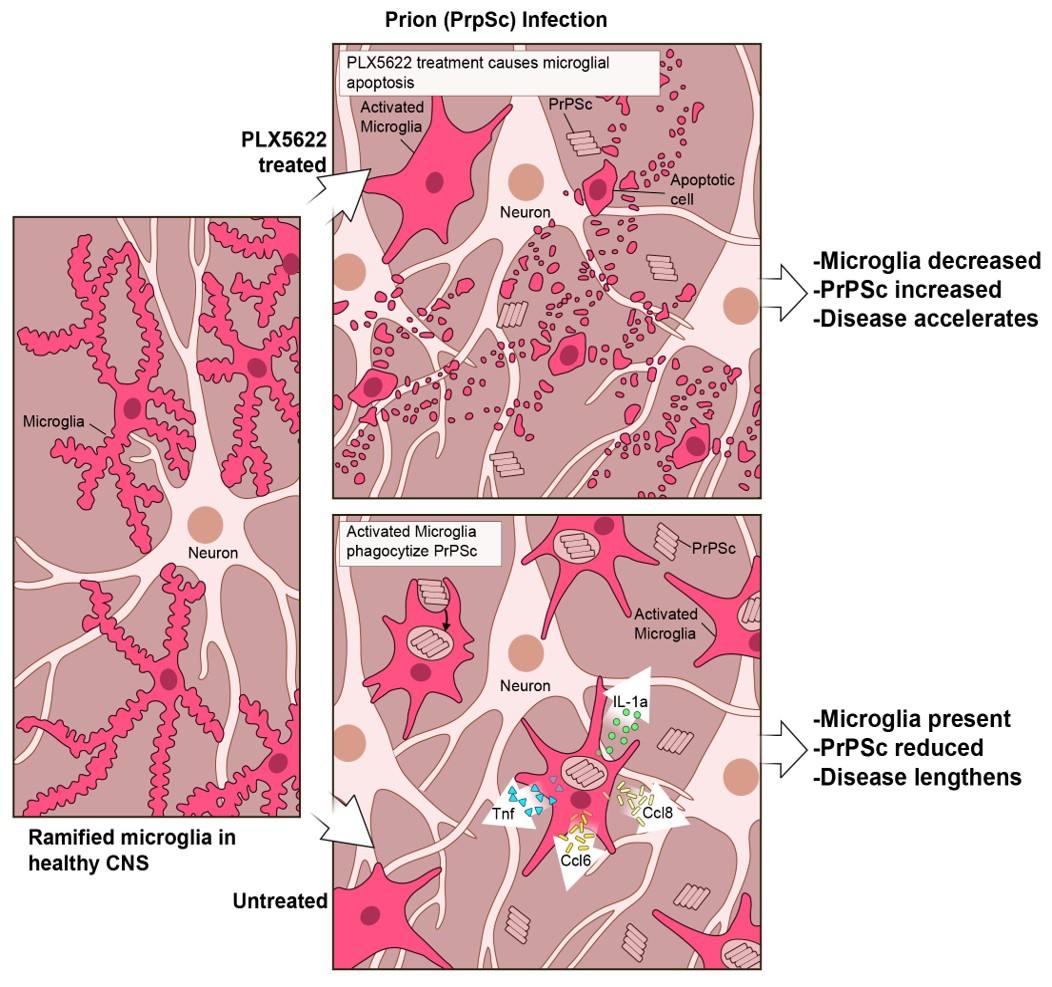 Microglia in the healthy CNS typically have a ramified appearance as they surveil their environment. (b) When prion-infected mice are treated with PLX5622, microglia are reduced, the level of PrPSc increases, and the disease process is accelerated. (c) When prion-infected mice are untreated, more microglia are present to phagocytize PrPSc and to produced microglial specific proinflammatory effectors like Tnf, Ccl6, Ccl8, and IL-1a. The presence of Microglia reduces the PrPSc burden and lengthens the disease