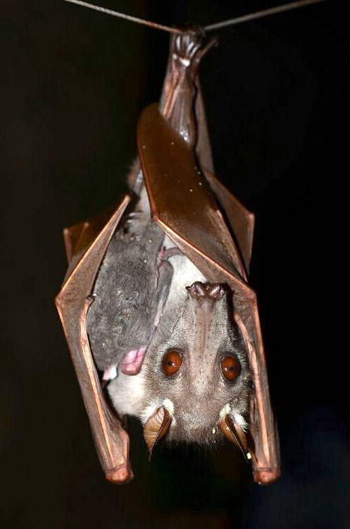 Adult female hammer-headed bat 