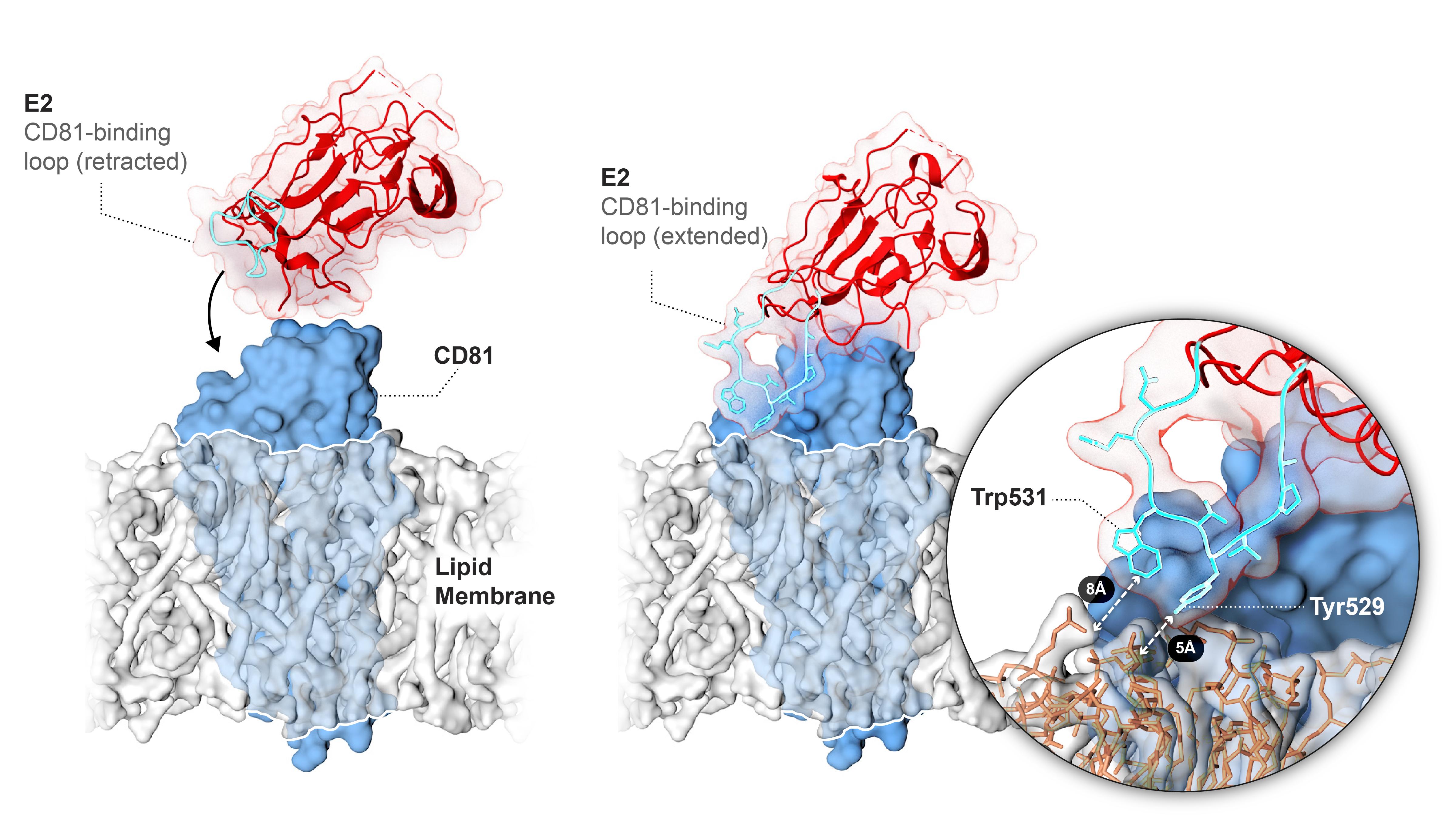 Image showing Hepatitis C virus envelope glycoprotein 2 interacting with cellular receptor CD81