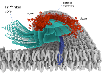 Cryo-EM-based infectious prion fibril core structure depicted in a membrane. 