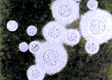 Cryptococcus neoformans var. neoformans