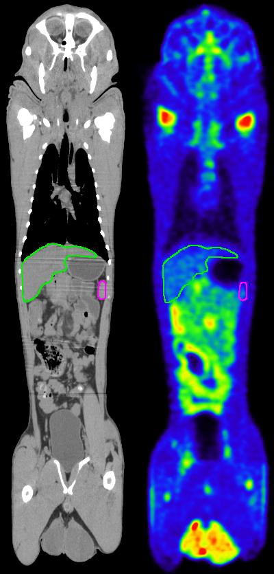 CT and Pet images of non-human primate side by side