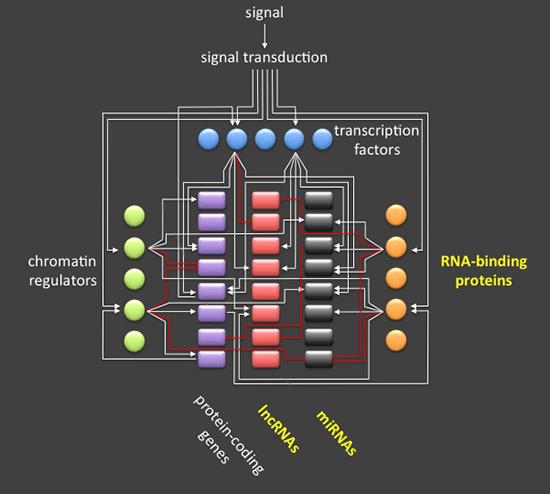 Models of gene regulatory networks. Refer to caption for full description/ 