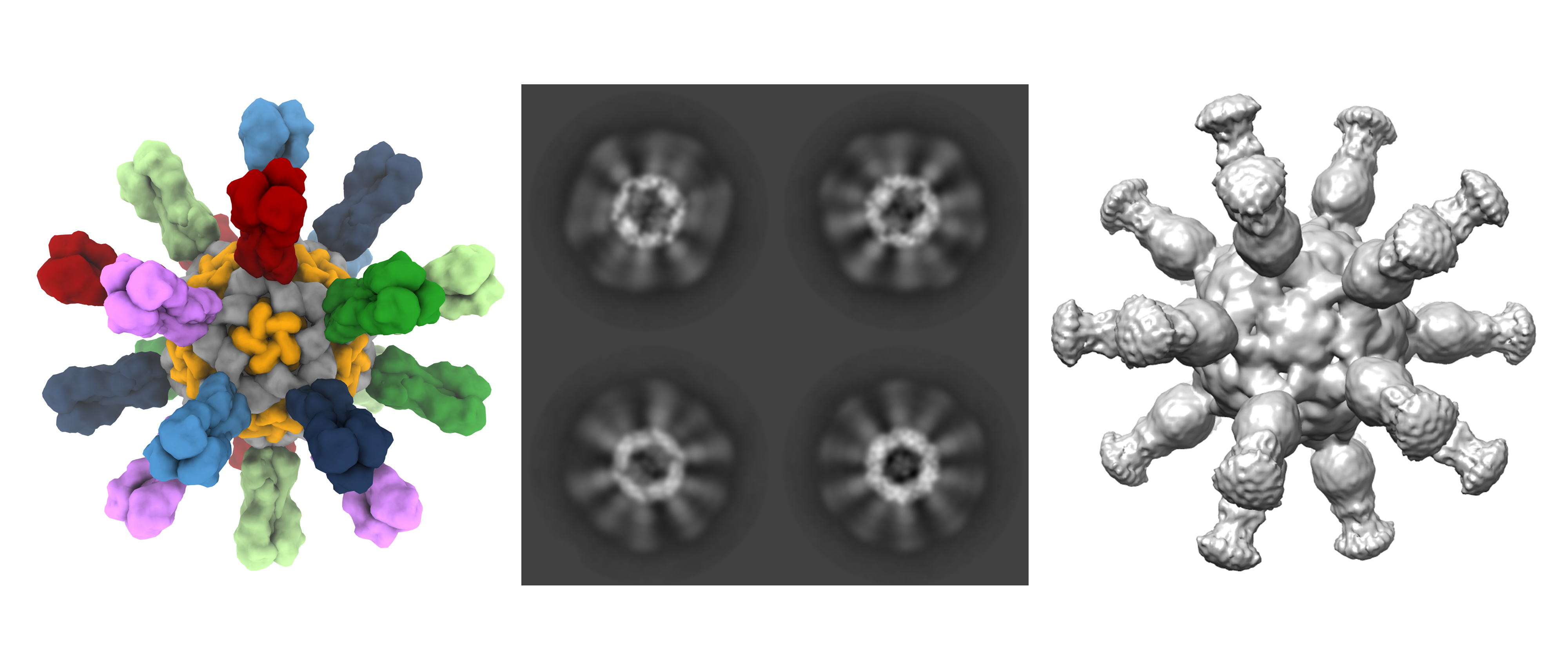 Structure of Influenza Mosaic Multi-Component Nanoparticle. Left: 3D model of hexa-valent nanoparticle. Center: 2D Cryo-EM image of purified nanoparticle. Right: 3D reconstruction of 2D Cryo-EM data.