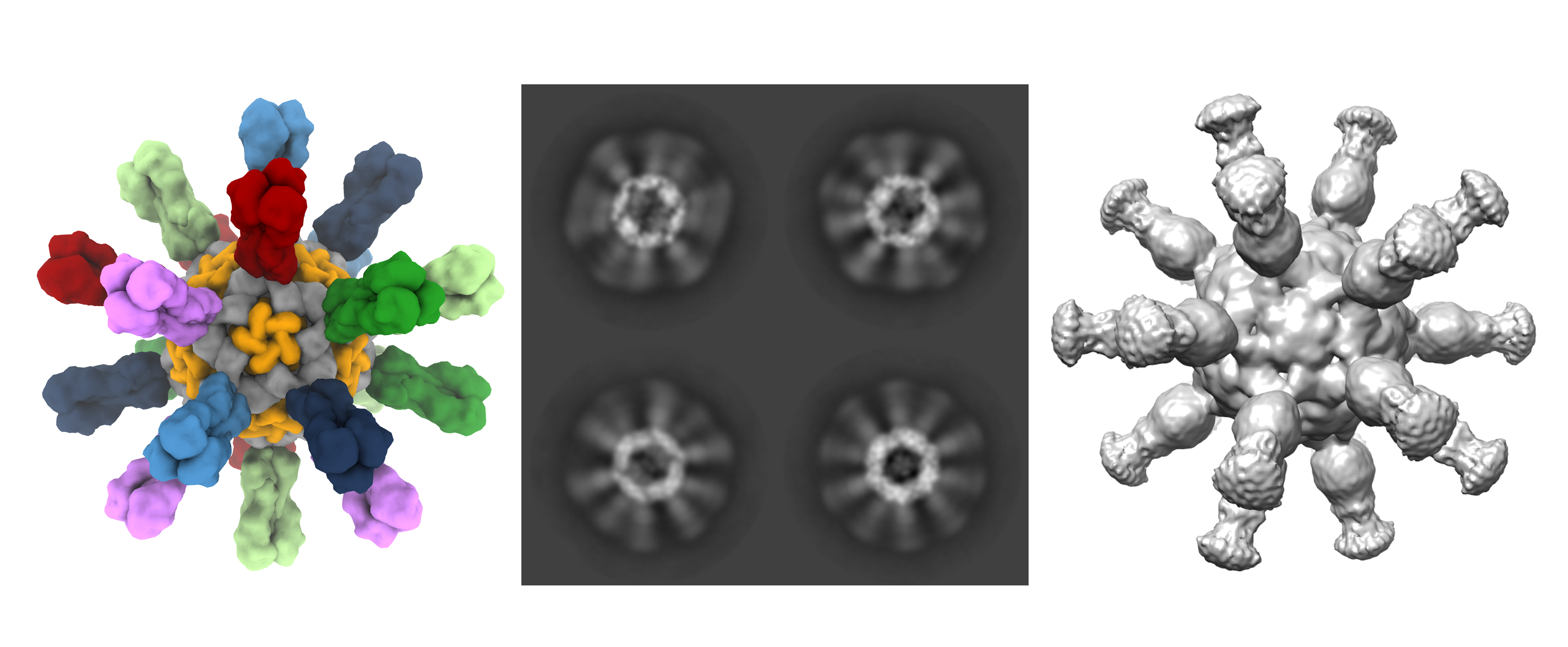 Structure of Influenza Mosaic Multi-Component Nanoparticle. Left: 3D model of hexa-valent nanoparticle. Center: 2D Cryo-EM image of purified nanoparticle. Right: 3D reconstruction of 2D Cryo-EM data. 