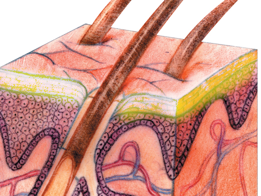A drawing of a microscopic cross section of skin with the top layer, the stratum cornea, highlighted in yellow.