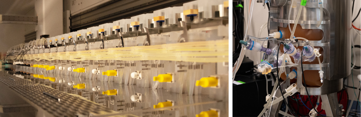 Left: Automated micro-bioreactors evaluating growth conditions. Right: Cell culture production at 50 L scale.