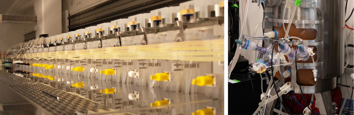 Left: Automated micro-bioreactors evaluating growth conditions. Right: Cell culture production at 50 L scale. 