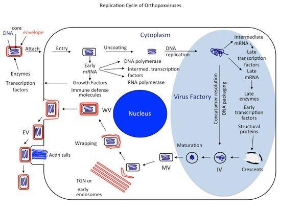 Replicaton Cycle of Orthopoxviruses