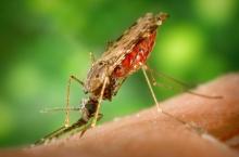 A female Anopheles albimanus mosquito taking a blood meal. 