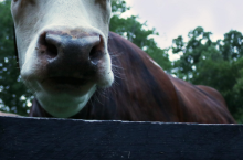 Image of a cow