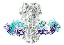 image of one of the new signature antibodies