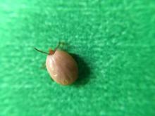 An engorged deer tick