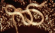 Adult Loa loa worm
