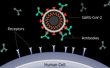 Illustration of an antibody binding to the surface of a virus, blocking entry into a human cell.
