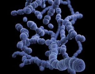 Strep. pneumoniae bacteria