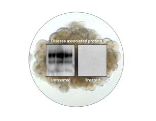 A cerebral organoid shown overlaid with test results from prion infected organoids that were left untreated or treated with PPS. 