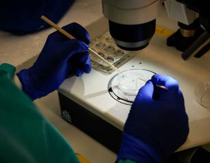 Mosquito dissection under microscope