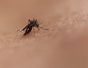 This image shows a photo of an Aedes mosquito feeding. This species can transmit diseases such as chikungunya, dengue and Zika. 