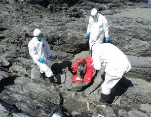 three people dressed in protective gear collect sample from deceased seabird