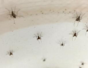 Aedes mosquitoes