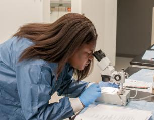 A HISTEP student checks the eye color or her fruit flies during a genetics experiment.