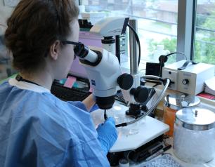 researcher uses a dissecting microscope