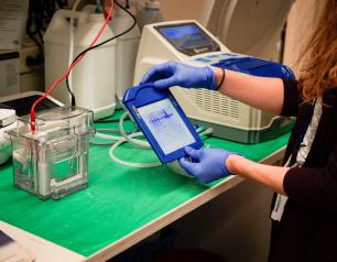 Researcher checks western/moisture blots to know if proteins bind to antibodies.