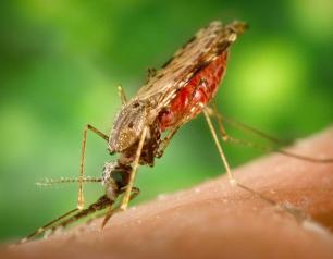 A female Anopheles albimanus mosquito taking a blood meal.