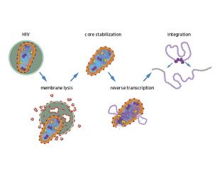 Illustration of steps taken make HIV reverse transcription and integration happen in a test tube
