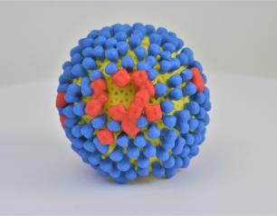 A plastic model of a spherical influenza virus