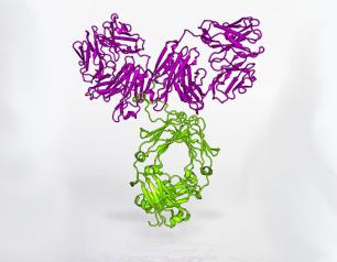 Model of the VRC01 antibody