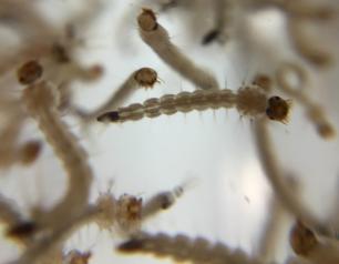 Aedes aegypti mosquito larvae