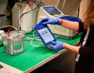 Researcher checks western/moisture blots to know if proteins bind to antibodies