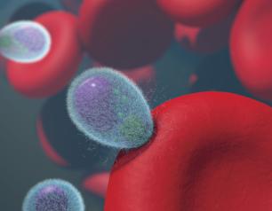 Malaria merozoites invading human red blood cells. Merozoites are covered in a fuzzy coating of surface proteins that are shed during invasion.