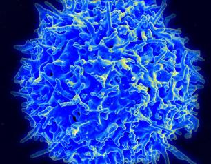 Human T cell