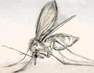 A sketch drawing of a sand fly