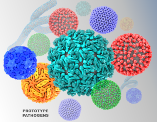 Prototype pathogen