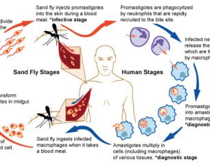 A diagram depicting the lifecycle of Leishmania, with images depicting sand fly stages on the left side and images depicting human stages on the right side. On the left side, red arrows show the sand fly stages of the Leishmania lifecycle. On the right side, blue arrows show the human stages of the Leishmania lifecycle.