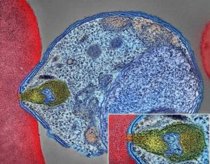 Malaria parasite connecting to human red blood cell