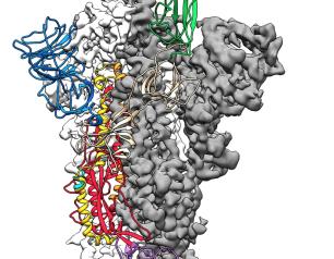 The atomic-level structure of the SARS-CoV-2 spike protein in its prefusion conformation. The receptor binding domain, the part of the spike that binds to the host cell, is colored green. 