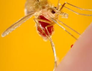 sand fly