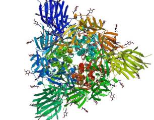 Model of the SARS-CoV-2 spike glycoprotein