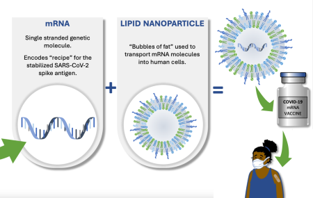 cartoon of single helix mRNA and a circular graphic of Bubbles of fat”, a vile of covid-19 vaccine, a person wearing a mask