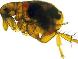 Xenopsylla cheopis flea infected with Yersinia pestis