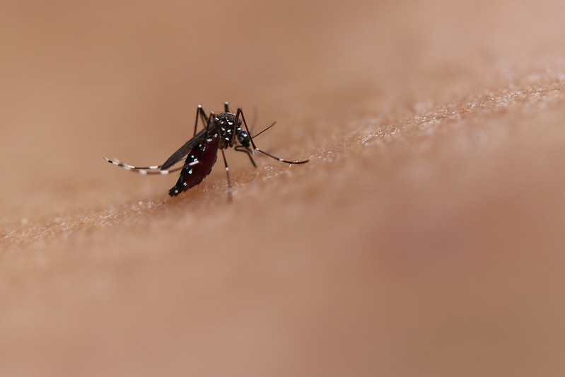 This image shows a photo of an Aedes mosquito feeding. This species can transmit diseases such as chikungunya, dengue and Zika.