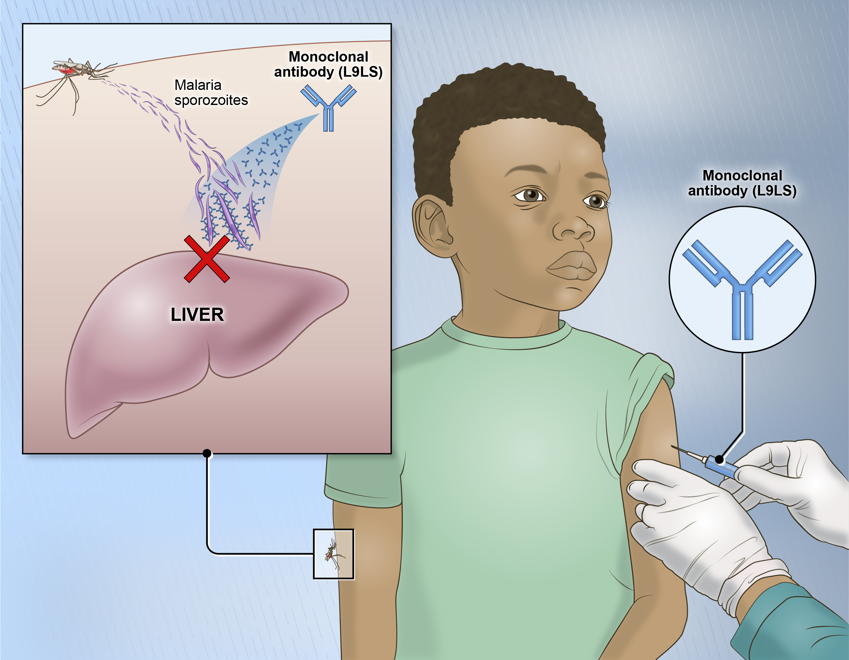 This image shows how an experimental monoclonal antibody, injected in the arm, works to fight infection in the liver from the parasite that causes malaria.